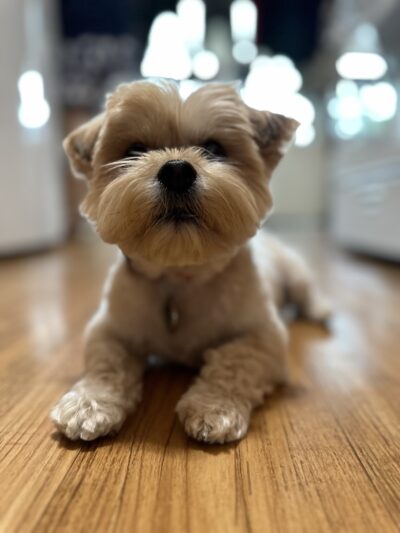 Paws on Fifth - Pelham, NY