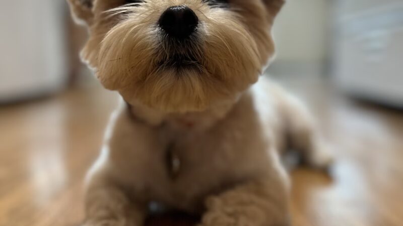 Paws on Fifth - Pelham, NY