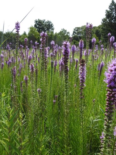 Iroquois County State Wildlife Area - Pembroke Township, IL