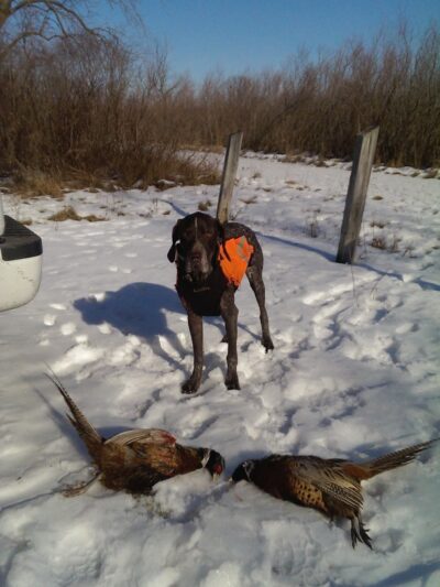Iroquois County State Wildlife Area - Pembroke Township, IL