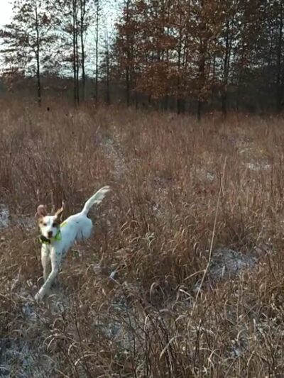 Iroquois County State Wildlife Area - Pembroke Township, IL