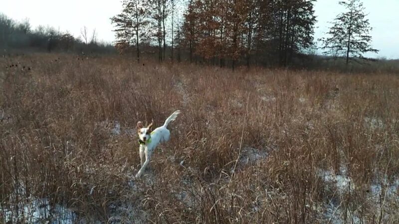 Iroquois County State Wildlife Area - Pembroke Township, IL