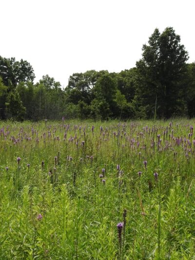 Iroquois County State Wildlife Area - Pembroke Township, IL