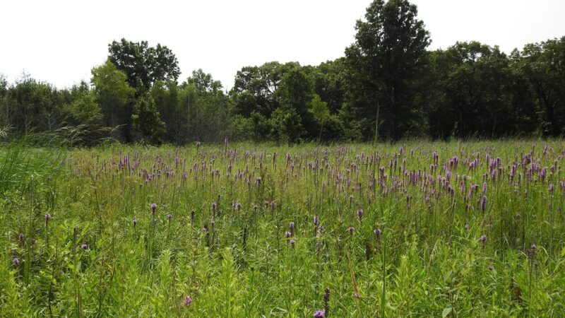 Iroquois County State Wildlife Area - Pembroke Township, IL