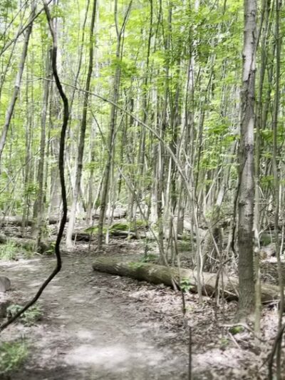 Harris Whalen Park - Penfield, NY