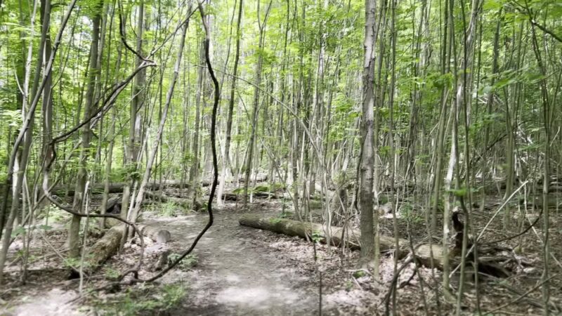 Harris Whalen Park - Penfield, NY