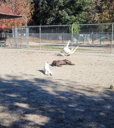 Dog Training Area - Penn Valley, CA
