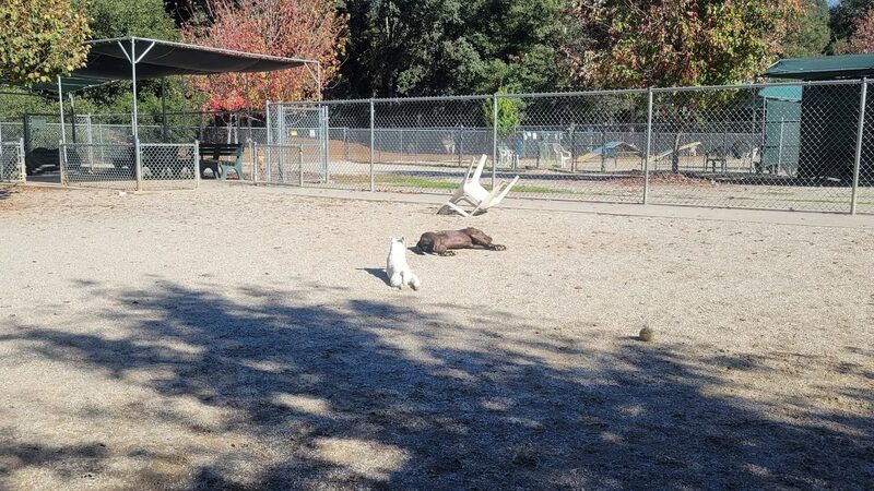 Dog Training Area - Penn Valley, CA