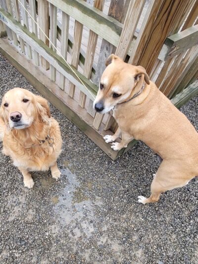 Keuka Pet Resort Boarding Kennel & Daycare - Penn Yan, NY