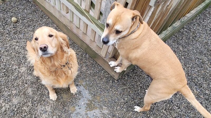 Keuka Pet Resort Boarding Kennel & Daycare - Penn Yan, NY