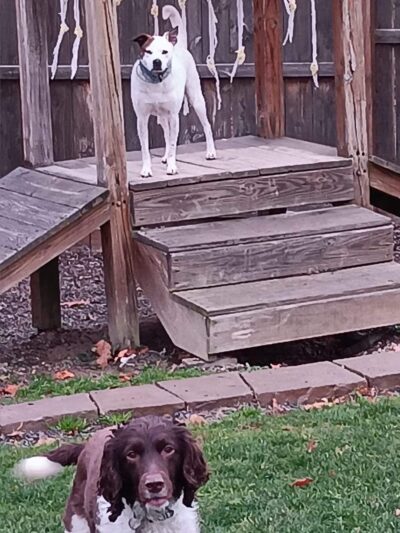 Keuka Pet Resort Boarding Kennel & Daycare - Penn Yan, NY
