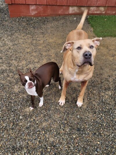 Keuka Pet Resort Boarding Kennel & Daycare - Penn Yan, NY