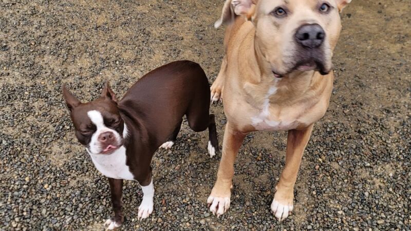 Keuka Pet Resort Boarding Kennel & Daycare - Penn Yan, NY