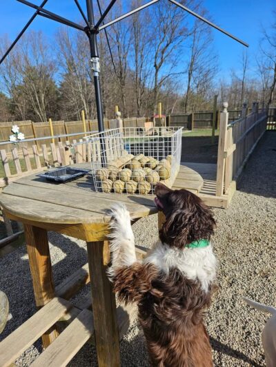 Keuka Pet Resort Boarding Kennel & Daycare - Penn Yan, NY