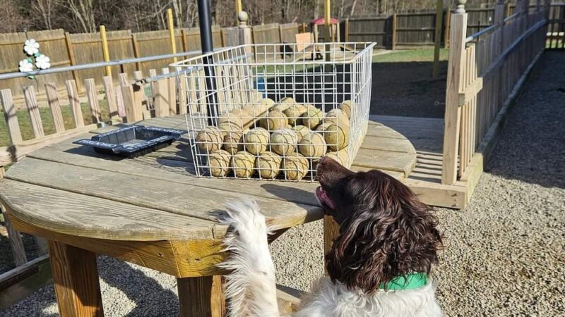 Keuka Pet Resort Boarding Kennel & Daycare - Penn Yan, NY