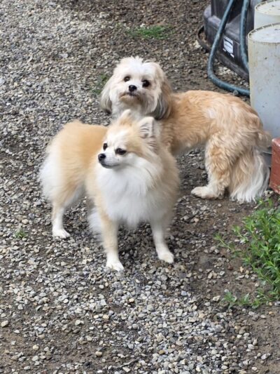 Keuka Pet Resort Boarding Kennel & Daycare - Penn Yan, NY