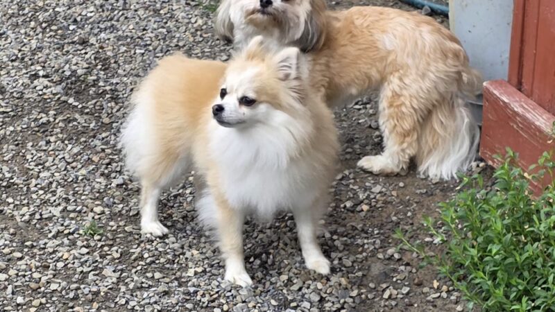 Keuka Pet Resort Boarding Kennel & Daycare - Penn Yan, NY