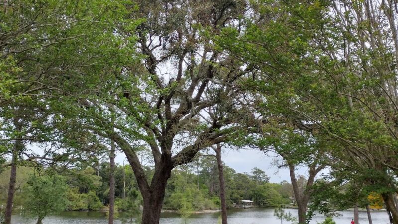 Linear Park - Pensacola, FL