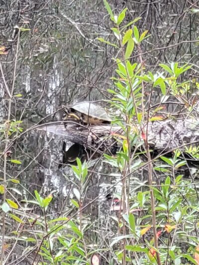 Southwest Greenway nature trail parking - Pensacola, FL