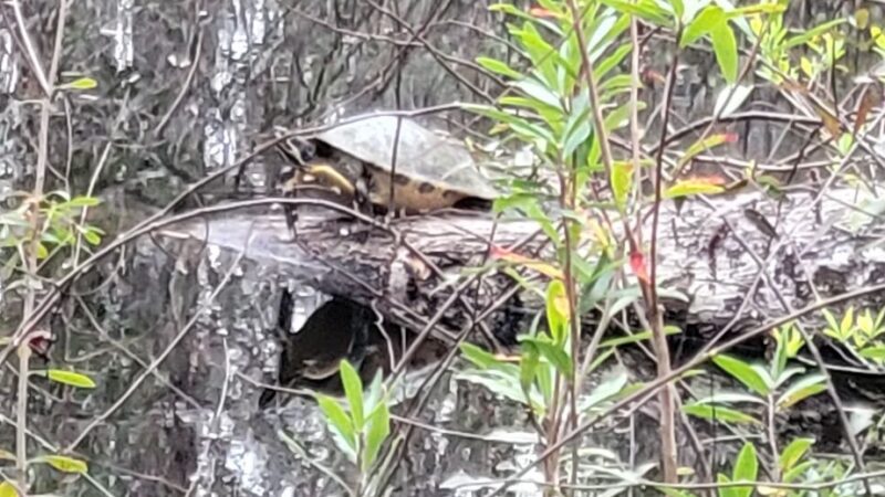 Southwest Greenway nature trail parking - Pensacola, FL