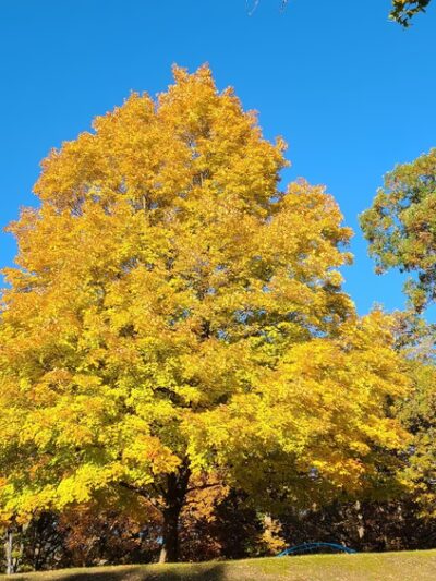 Upper Grandview Drive Park - Peoria, IL