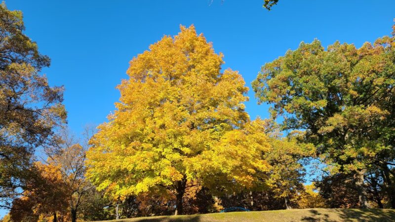 Upper Grandview Drive Park - Peoria, IL