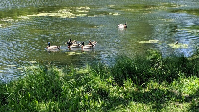 Peotone Park District - Peotone, IL