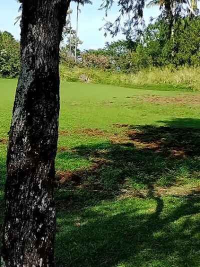 Pepe'ekeo Park - Pepeekeo, HI