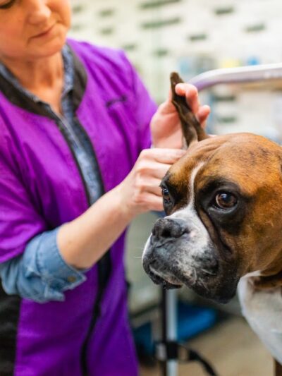 Bark Avenue Grooming - Pequannock Township, NJ