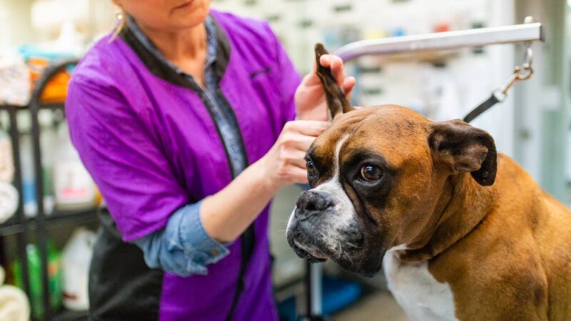 Bark Avenue Grooming - Pequannock Township, NJ