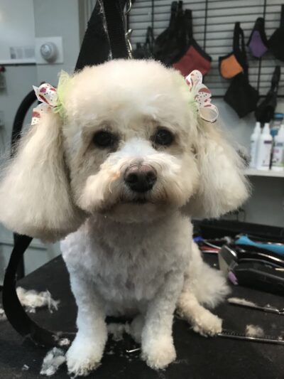 Bark Avenue Grooming - Pequannock Township, NJ