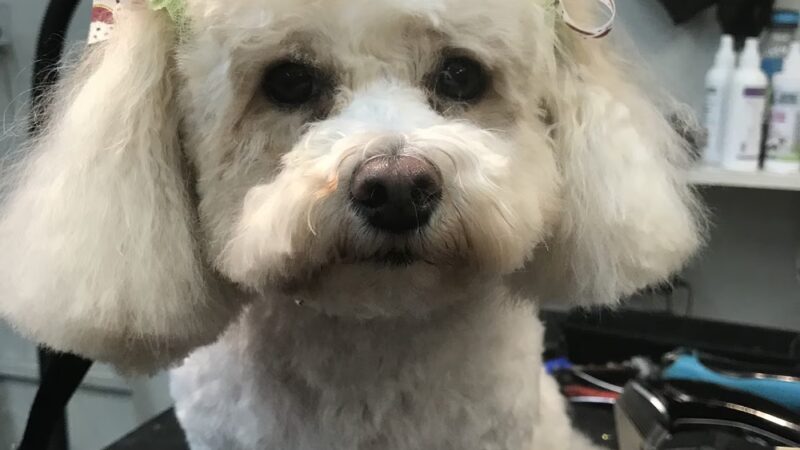 Bark Avenue Grooming - Pequannock Township, NJ
