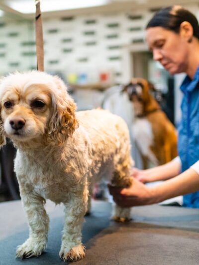 Bark Avenue Grooming - Pequannock Township, NJ