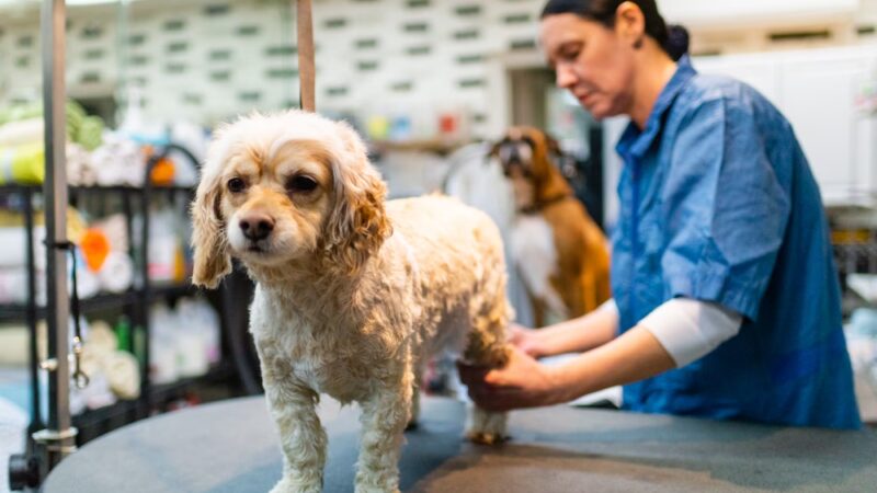 Bark Avenue Grooming - Pequannock Township, NJ