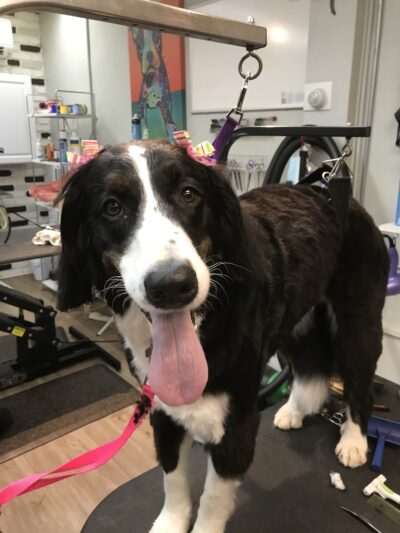 Bark Avenue Grooming - Pequannock Township, NJ