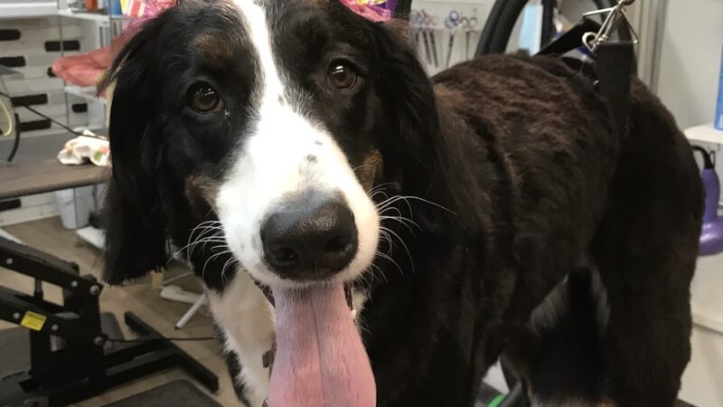 Bark Avenue Grooming - Pequannock Township, NJ
