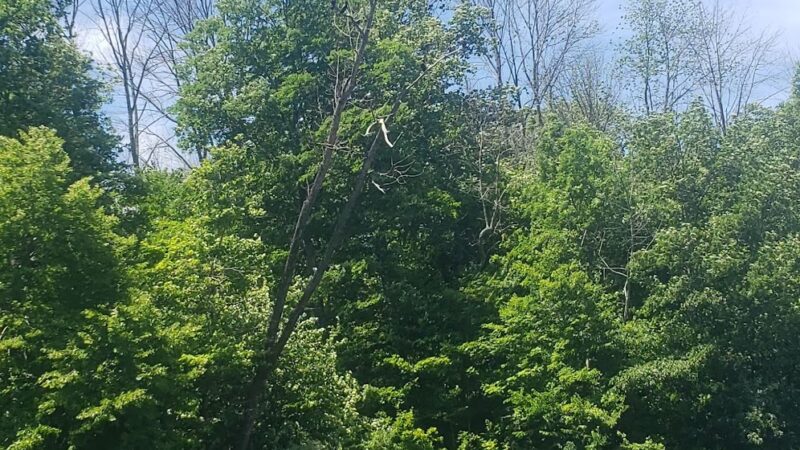 Three Mile Run - Perkasie, PA