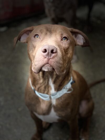 Paws Perrydise - Perry, NY