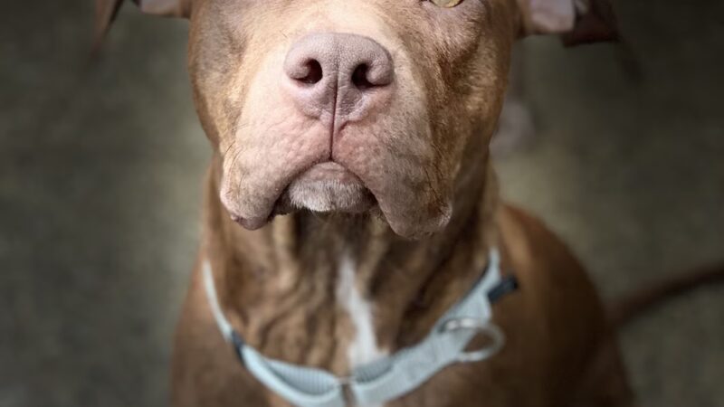 Paws Perrydise - Perry, NY