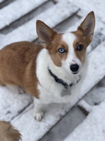 Paws Perrydise - Perry, NY