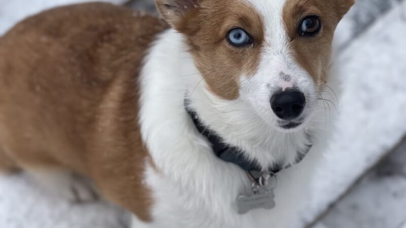 Paws Perrydise - Perry, NY