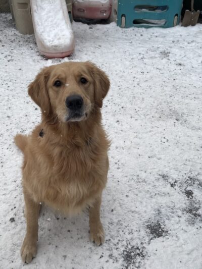 Paws Perrydise - Perry, NY