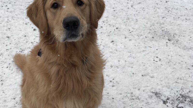 Paws Perrydise - Perry, NY