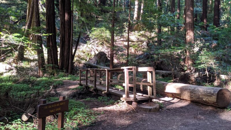 Butano State Park - Pescadero, CA