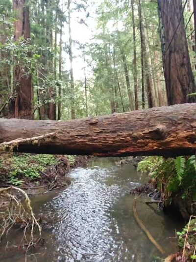 Butano State Park - Pescadero, CA