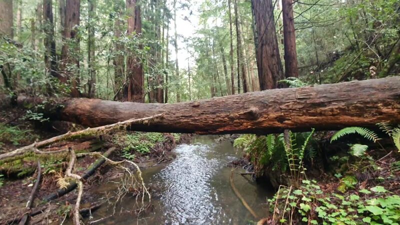 Butano State Park - Pescadero, CA