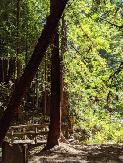 Butano State Park - Pescadero, CA