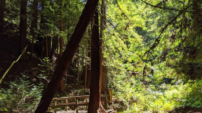 Butano State Park - Pescadero, CA