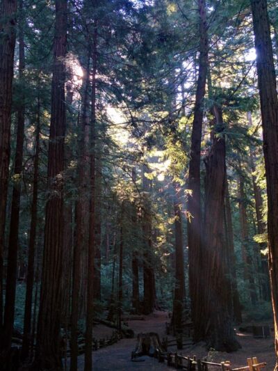 Butano State Park - Pescadero, CA