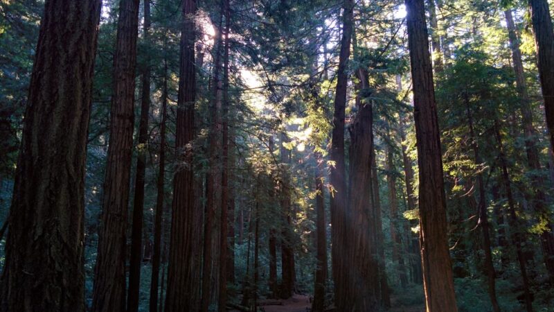 Butano State Park - Pescadero, CA